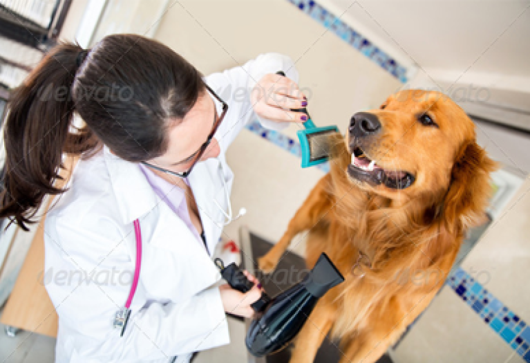 Doggy Grooming